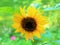 Cheerful sunflower close up background