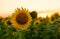 Cheerful sunflower at sunset. Ripe sunflower with eyes and a smile.