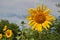 Cheerful sunflower, a symbol of joy, happiness and fun. Ð¡olorful sunflower on a clear blue summer sky background