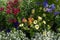 Cheerful sunny summer flower border with Phlox drummondii  `Moody Bluesâ€™, white Sweet Alyssum, mix of Petunia