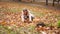 cheerful and sweet little girl collects fallen autumn leaves.