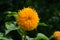Cheerful teddy bear sunflower in full bloom, as a nature background