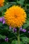 Cheerful teddy bear sunflower in full bloom, as a nature background