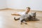 cheerful toddler boy and grey british shorthair cat lying on floor together