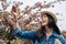 Cheerful traveler standing next to the sakura tree and taking photo by cellphone app. young asian tourist joyfully using smart