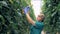 Cheerful warmhouse employee is spraying tomato plants