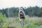 Cheerful Weimaraner running at camera at field