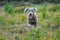 Cheerful Weimaraner running at camera at field