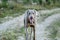 Cheerful Weimaraner running at camera at field