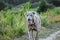 Cheerful Weimaraner running at camera at field