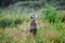 Cheerful Weimaraner sitting on field in dusk