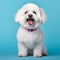 Cheerful White Bichon Frise Dog On Vibrant Background