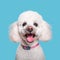 Cheerful White Poodle With Pink Collar: Dynamic Color-field Portraiture