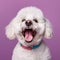 Cheerful White Poodle: A Vibrant Portrait In Ultraviolet Photography