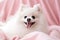 Cheerful White Spitz Dog Relaxing on Fluffy Pink Blanket with Soft Lighting