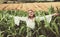 Cheerful woman farmer posing in the corn crop. Young happy girl showing harvested corn in the field.