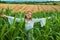 Cheerful woman farmer posing in the corn crop. Young happy girl showing harvested corn in the field.