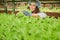 Cheerful woman looking at arugula plant in greenhouse.