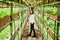 Cheerful woman standing by shelves with leafy greens in greenhouse.