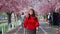 Cheerful woman traveler walking and looking cherry blossoms or sakura flower blooming in park