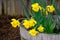 Cheerful yellow daffodils blooming in a rustic half wine barrel planter, signs of spring