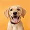 Cheerful Yellow Lab Puppy In High-resolution Photography