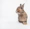 Cheerfull cute rabbit on a white background looking at us
