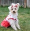 Cheerleader Doggy