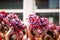 Cheerleaders Waving Red, White, and Blue Pom Poms During Fourth of July Parade