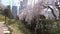 Cheery blossom blooming in haeundae, Busan, South Korea, Asia