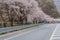 Cheery blossom trees line paved lane