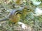 Cheery Striped Eastern Chipmunk on the Forest Floor with White Swan Feathers