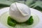 Cheese collection, soft white Italian mozzarella di bufala campana with fresh green basil leaves