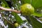 Cheese fruit grows on Noni fruit tree in Rarotonga Cook Islands