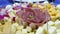 Cheese platter, green olives, quail eggs, wooden chopsticks, intentional blurred