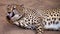 Cheeta animal licking her foot