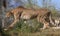 Cheeta in the grass on a summer morning