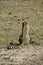 Cheeta in Massai Mara