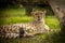 Cheeta resting