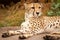 Cheeta resting in a shade