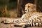 Cheeta resting in a shade