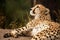 Cheeta resting in a shade