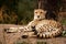 Cheeta resting in a shade