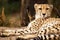 Cheeta resting in a shade