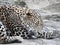 Cheeta sleeping resting in the sun, big cat panther leapard