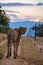 Cheeta wild animal in Kruger national Park South Africa,Cheetah on the Hunt during sunset