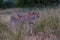 Cheeta wild animal in Kruger national Park South Africa,Cheetah on the Hunt during sunset