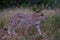 Cheeta wild animal in Kruger national Park South Africa,Cheetah on the Hunt during sunset