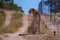 Cheeta wild animal in Kruger national Park South Africa,Cheetah on the Hunt during sunset