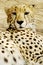 Cheetah (Acinonux jubatus) cubs, South Africa